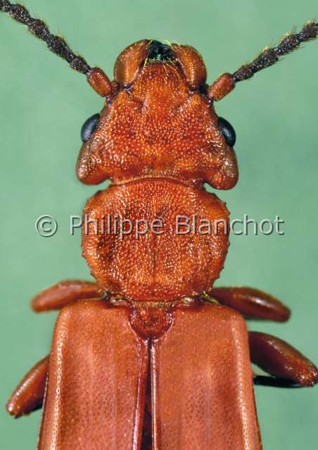 Cucujus clavipes.JPG - in "Portraits d'insectes" ed. SeuilCucujus clavipesCucujide clavipedeRed flat bark beetle ColeopteraCucujidaeEtats Unis